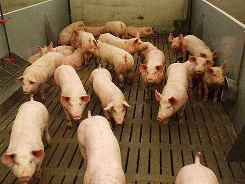 precast cement slats for pigs